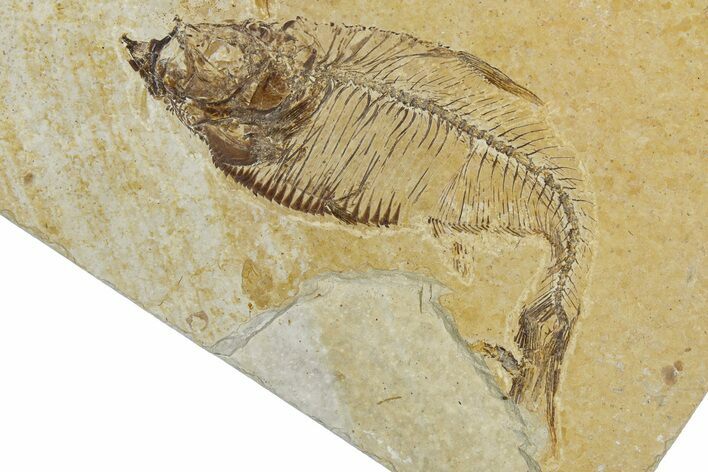 Bargain, Fossil Fish (Diplomystus) - Wyoming #344797
